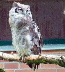 Milchuhu, Tierpark Berlin. © RW